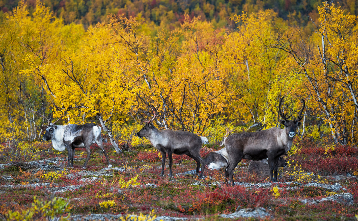 Roadtrips Sweden - Travel photo book