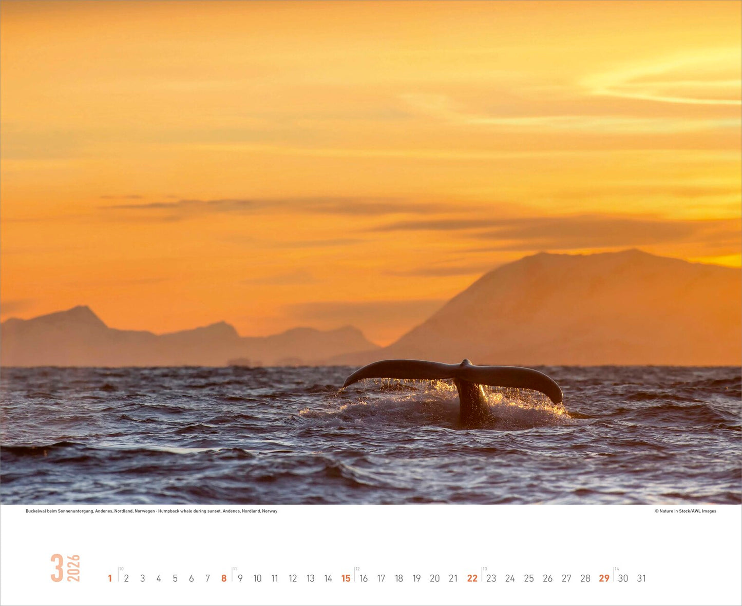 Nordische Impressionen - Wandkalender 2026 - 52 x 43 cm - Alpha Edition
