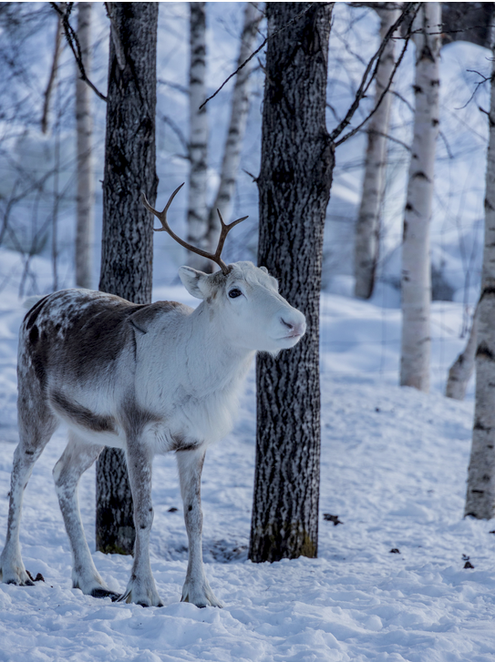 Weihnachtenszeit in Lappland