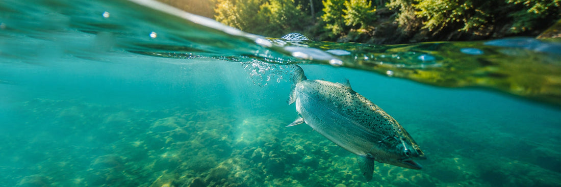 Atlantiklachs schwimmt im klaren Wasser eines norwegischen Flusses, im Hintergrund ein sonniger Wald in Norwegen.