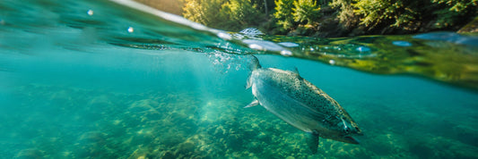 Atlantiklachs schwimmt im klaren Wasser eines norwegischen Flusses, im Hintergrund ein sonniger Wald in Norwegen.