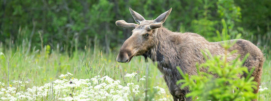 Elch steht im Frühjahr auf einer Wiese mit weißen Wildblumen in Nordschweden