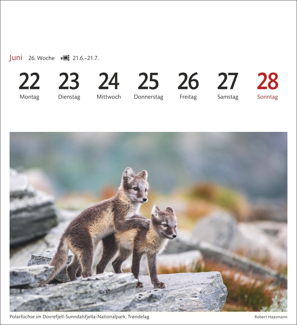 Norwegen - Sehnsuchts-Kalender 2026 - Harenberg
