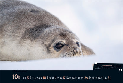 Expedition Antarktis - Wandkalender 2027 - 58 x 39 cm - Korsch Kalender