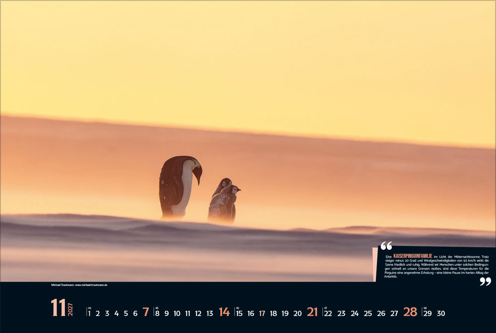 Expedition Antarktis - Wandkalender 2027 - 58 x 39 cm - Korsch Kalender