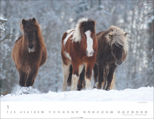 Islandpferde - Wandkalender 2027 - 44 x 34 cm - Kunstverlag Weingarten