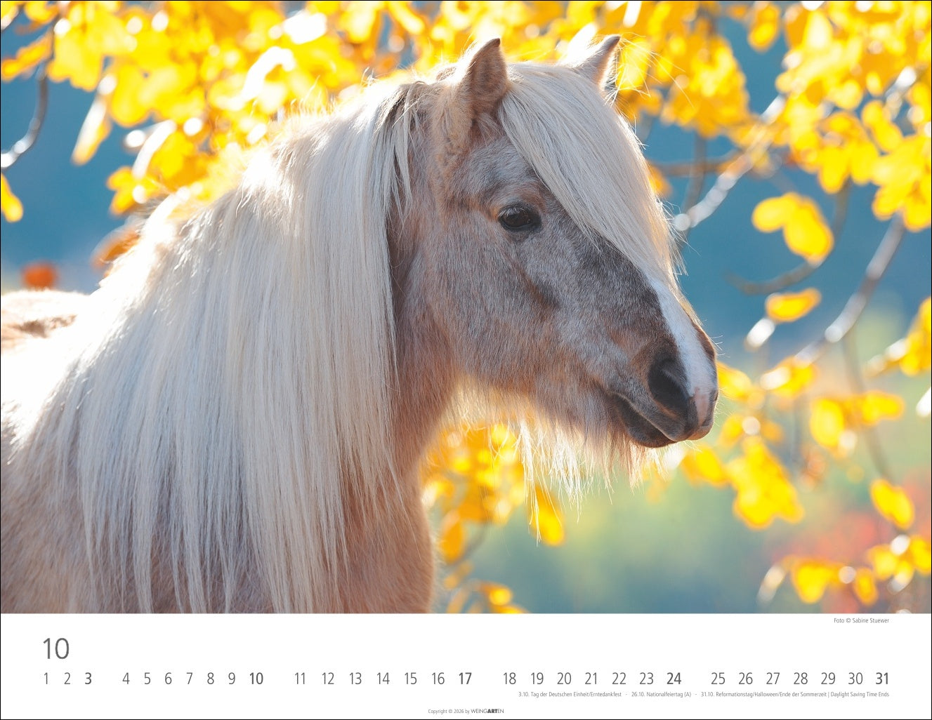 Islandpferde - Wandkalender 2027 - 44 x 34 cm - Kunstverlag Weingarten