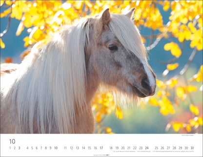 Islandpferde - Wandkalender 2027 - 44 x 34 cm - Kunstverlag Weingarten