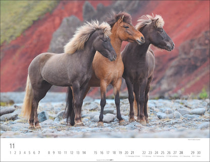Islandpferde - Wandkalender 2027 - 44 x 34 cm - Kunstverlag Weingarten