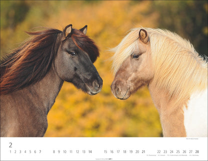 Islandpferde - Wandkalender 2027 - 44 x 34 cm - Kunstverlag Weingarten