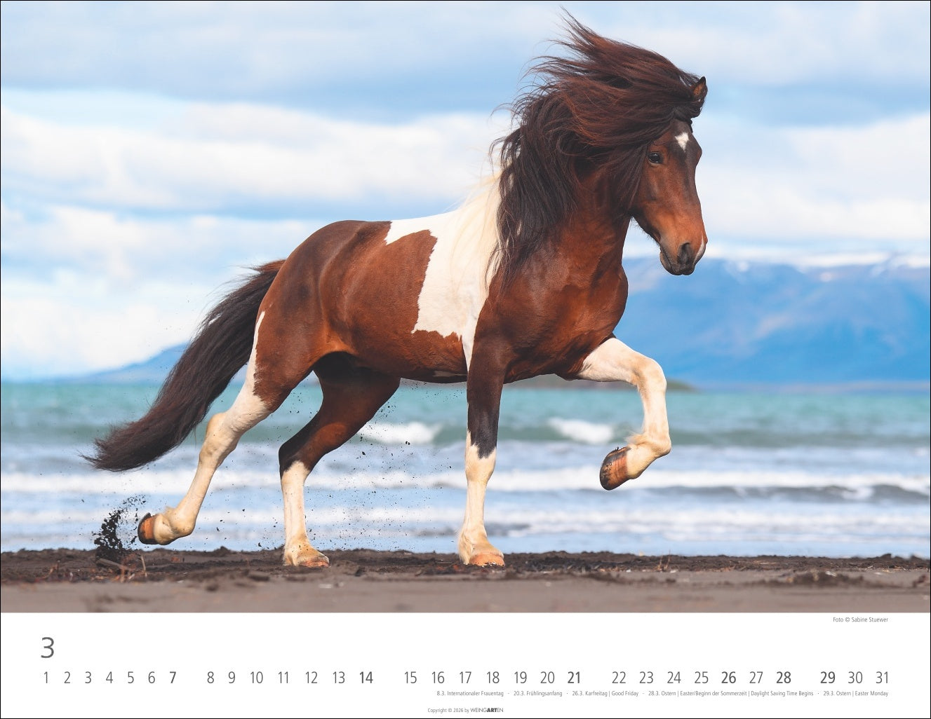 Islandpferde - Wandkalender 2027 - 44 x 34 cm - Kunstverlag Weingarten