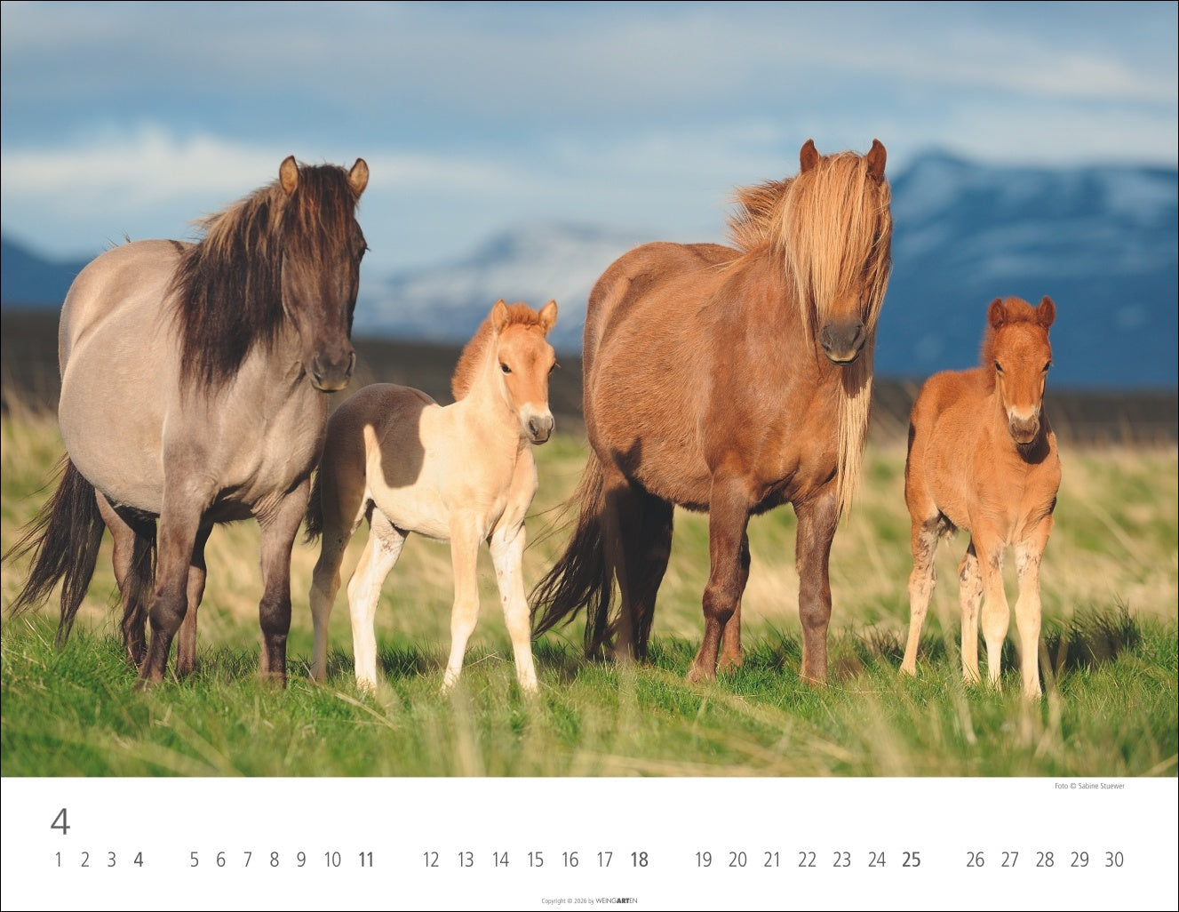 Islandpferde - Wandkalender 2027 - 44 x 34 cm - Kunstverlag Weingarten