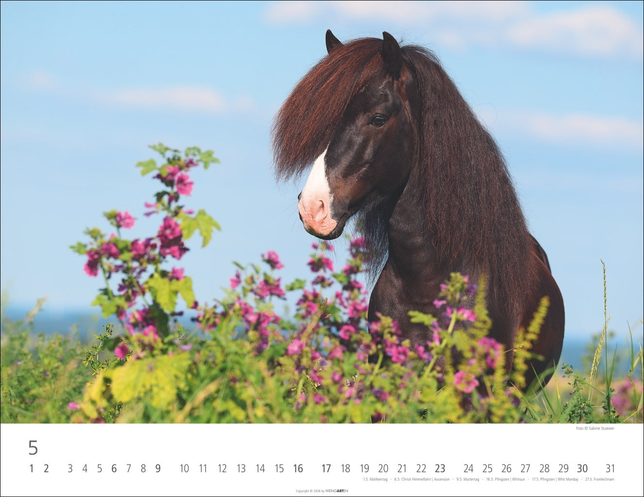 Islandpferde - Wandkalender 2027 - 44 x 34 cm - Kunstverlag Weingarten