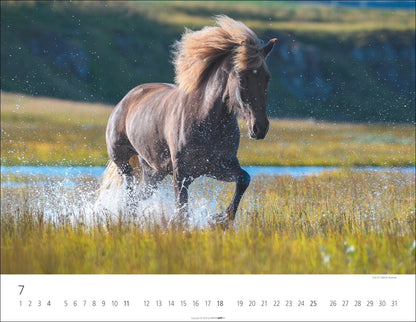 Islandpferde - Wandkalender 2027 - 44 x 34 cm - Kunstverlag Weingarten
