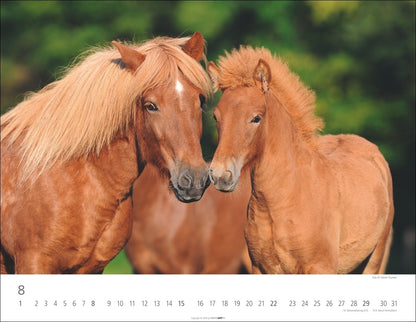 Islandpferde - Wandkalender 2027 - 44 x 34 cm - Kunstverlag Weingarten