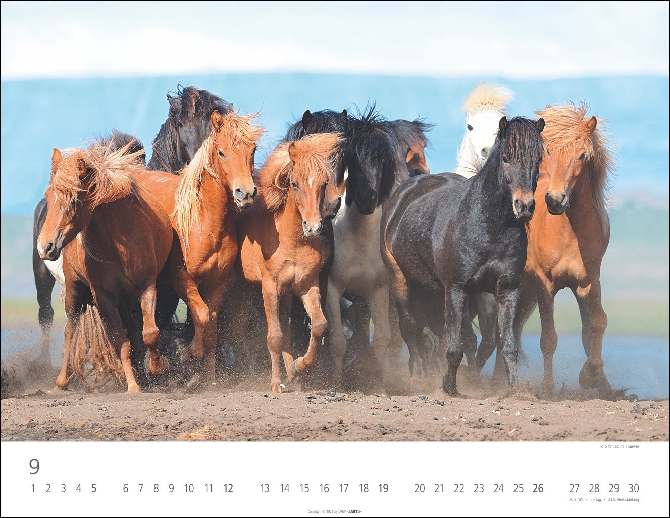 Islandpferde - Wandkalender 2027 - 44 x 34 cm - Kunstverlag Weingarten