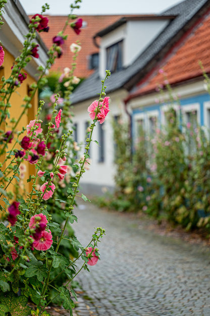 Skåne - Rezepte und Geschichten aus Südschweden