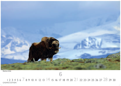 Grönland - Wandkalender 2026 - 50 x 35 cm - CASARES fine art EDITION