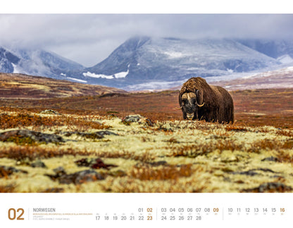 Norwegen - Wandkalender 2025 - 54 x 42 cm - Ackermann Kunstverlag