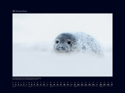 Wilde Nordsee - Wandkalender 2026 - 60 x 45 cm - Kunth Verlag