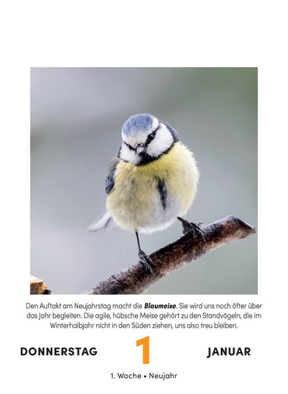 Bird calendar - daily tear-off calendar for hanging or standing