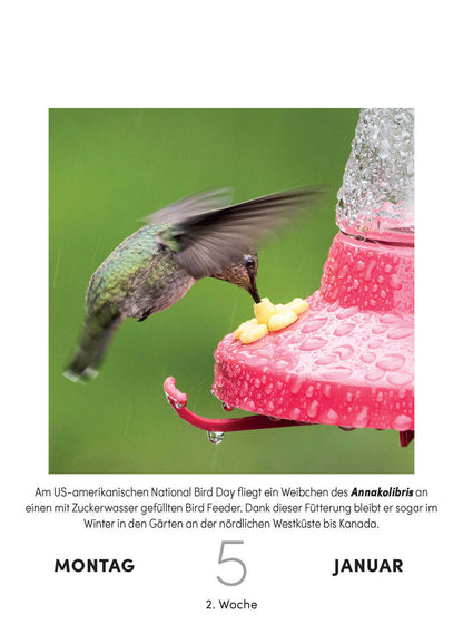 Bird calendar - daily tear-off calendar for hanging or standing