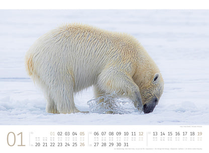 Eisbären - Wandkalender 2025 - 45 x 33 cm - Ackermann Kunstverlag