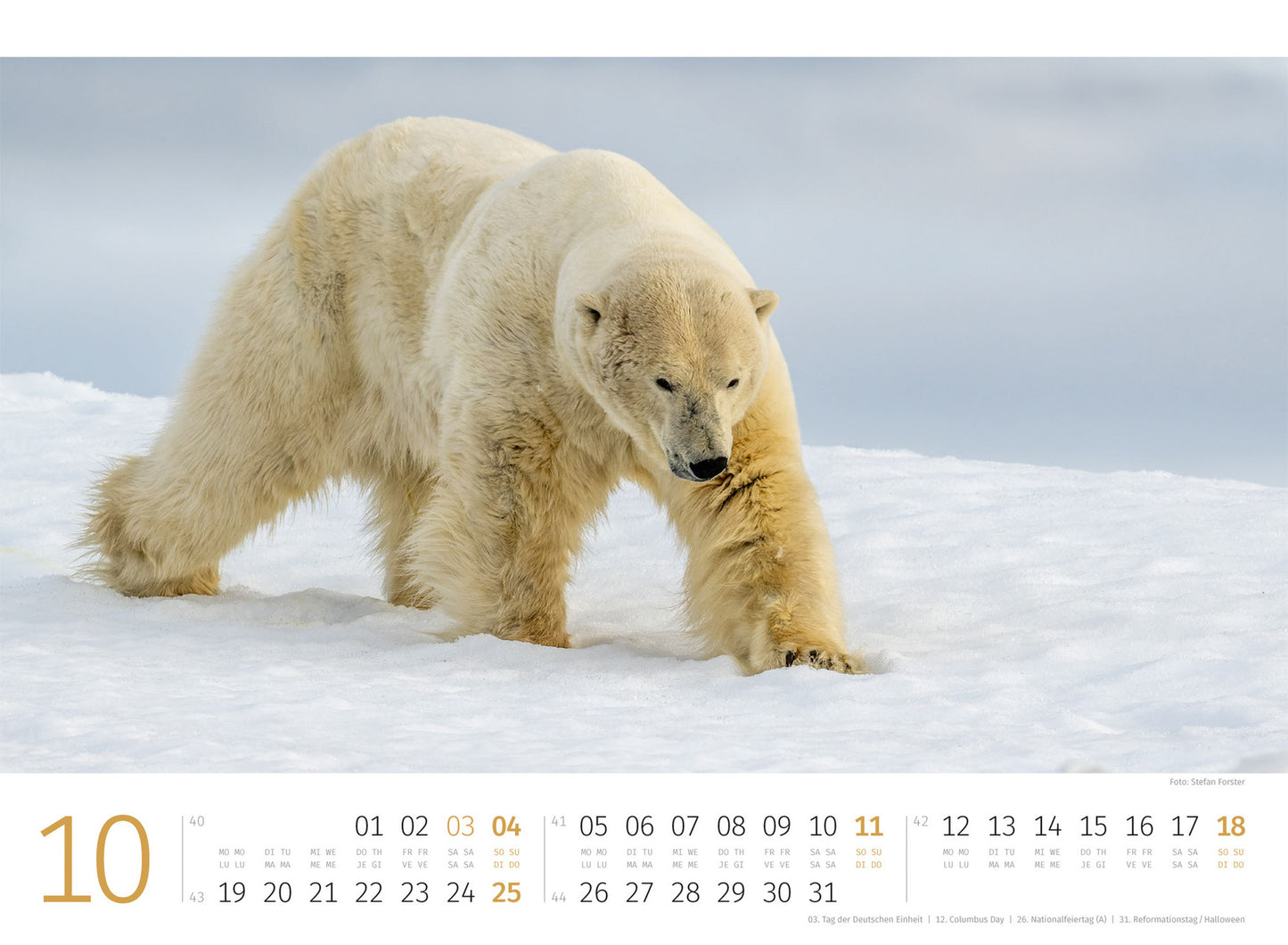 Eisbären - Wandkalender 2026 - 45 x 33 cm - Ackermann Kunstverlag