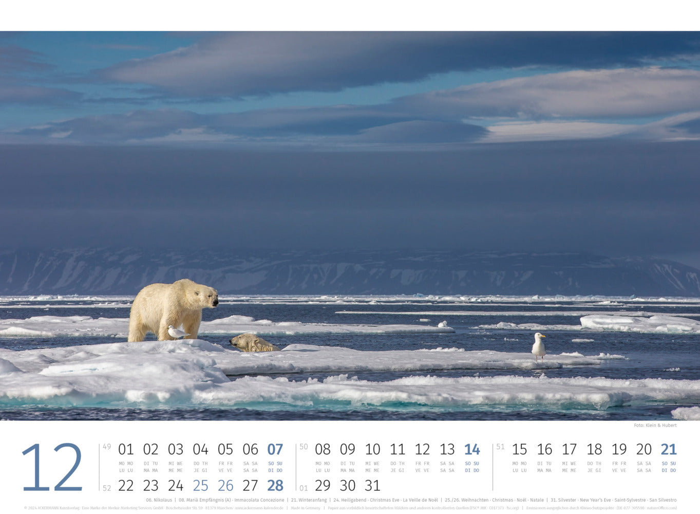 Eisbären - Wandkalender 2025 - 45 x 33 cm - Ackermann Kunstverlag