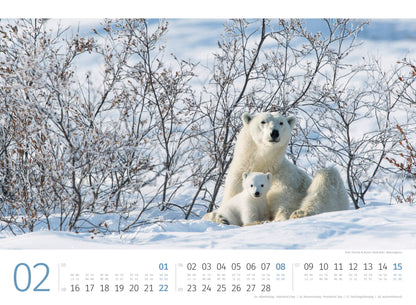 Eisbären - Wandkalender 2026 - 45 x 33 cm - Ackermann Kunstverlag