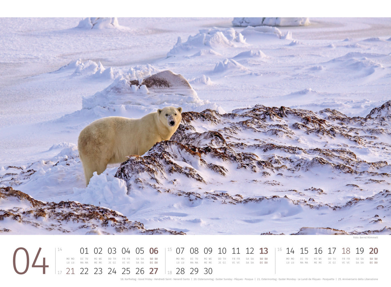 Eisbären - Wandkalender 2025 - 45 x 33 cm - Ackermann Kunstverlag