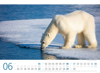 Eisbären - Wandkalender 2025 - 45 x 33 cm - Ackermann Kunstverlag