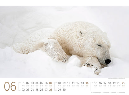 Eisbären - Wandkalender 2026 - 45 x 33 cm - Ackermann Kunstverlag