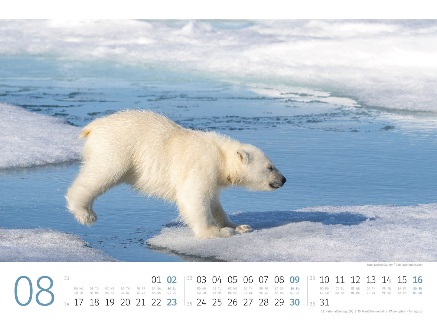 Eisbären - Wandkalender 2026 - 45 x 33 cm - Ackermann Kunstverlag