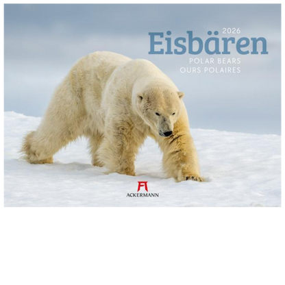 Eisbären - Wandkalender 2026 - 45 x 33 cm - Ackermann Kunstverlag