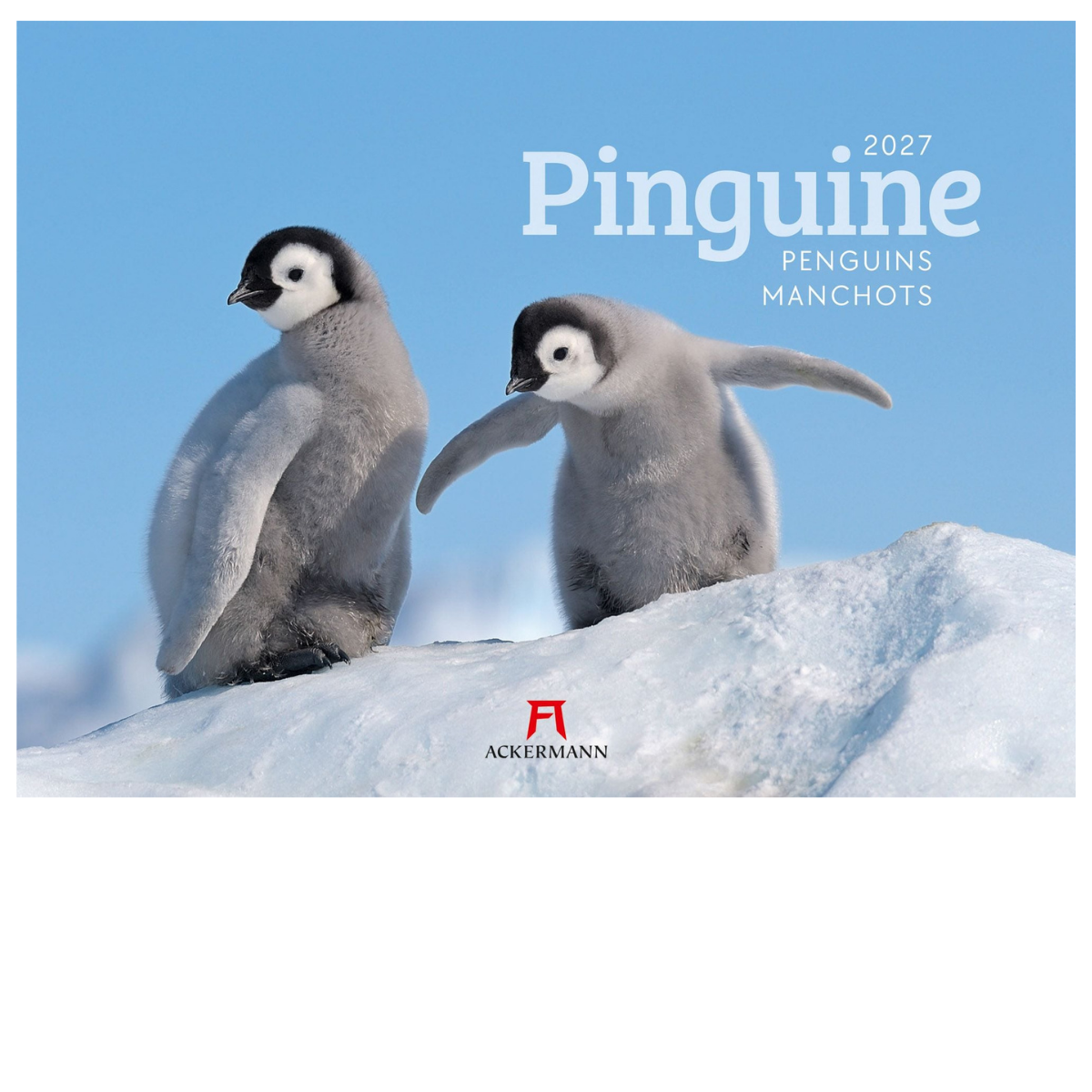 Pinguine Kalender 2027 - 45 x 33 - Ackermann Kunstverlag