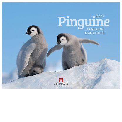 Pinguine Kalender 2027 - 45 x 33 - Ackermann Kunstverlag