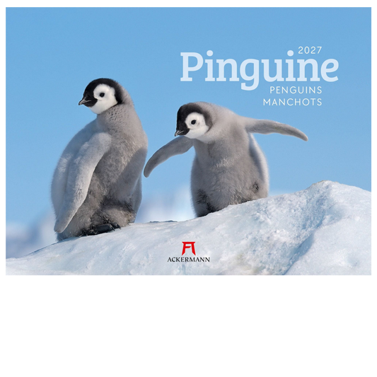 Pinguine Kalender 2027 - 45 x 33 - Ackermann Kunstverlag