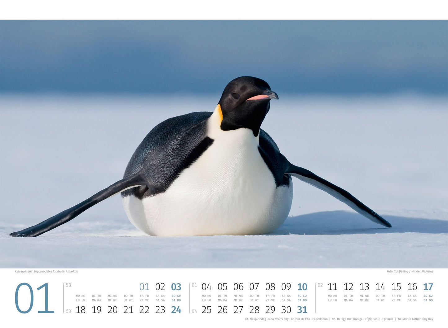 Pinguine Kalender 2027 - 45 x 33 - Ackermann Kunstverlag