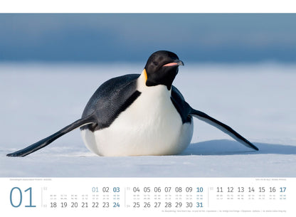 Pinguine Kalender 2027 - 45 x 33 - Ackermann Kunstverlag