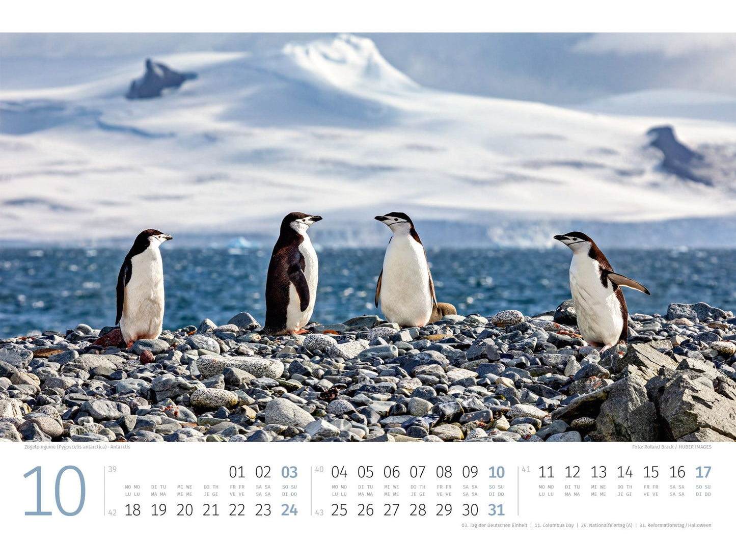 Pinguine Kalender 2027 - 45 x 33 - Ackermann Kunstverlag
