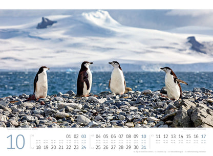Pinguine Kalender 2027 - 45 x 33 - Ackermann Kunstverlag