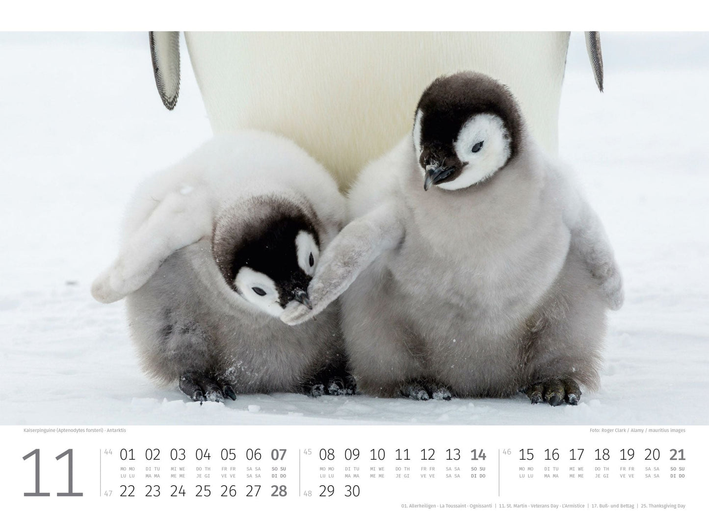 Pinguine Kalender 2027 - 45 x 33 - Ackermann Kunstverlag