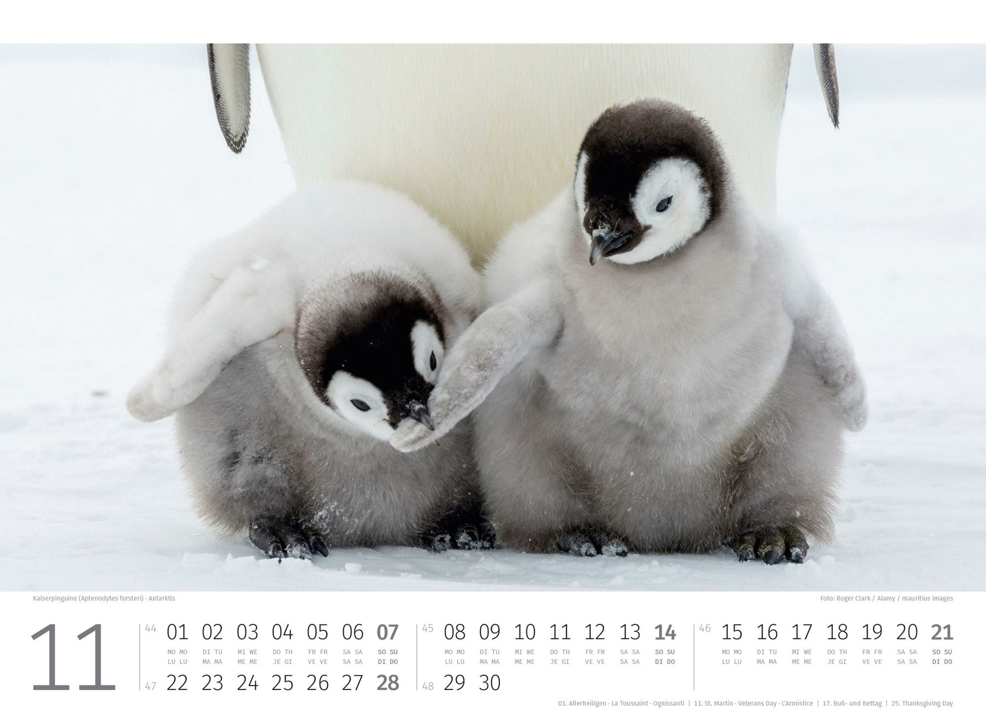 Pinguine Kalender 2027 - 45 x 33 - Ackermann Kunstverlag