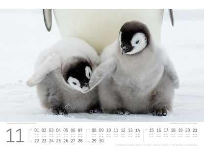 Pinguine Kalender 2027 - 45 x 33 - Ackermann Kunstverlag