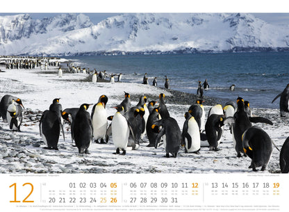 Pinguine Kalender 2027 - 45 x 33 - Ackermann Kunstverlag