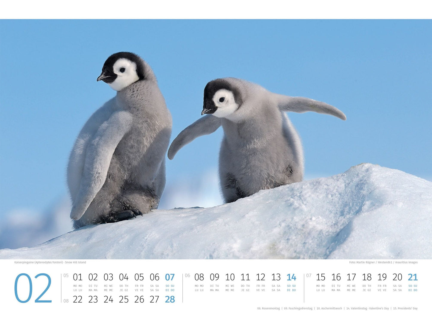 Pinguine Kalender 2027 - 45 x 33 - Ackermann Kunstverlag