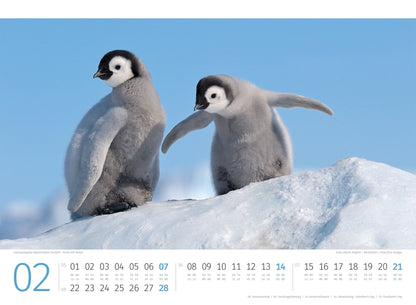 Pinguine Kalender 2027 - 45 x 33 - Ackermann Kunstverlag