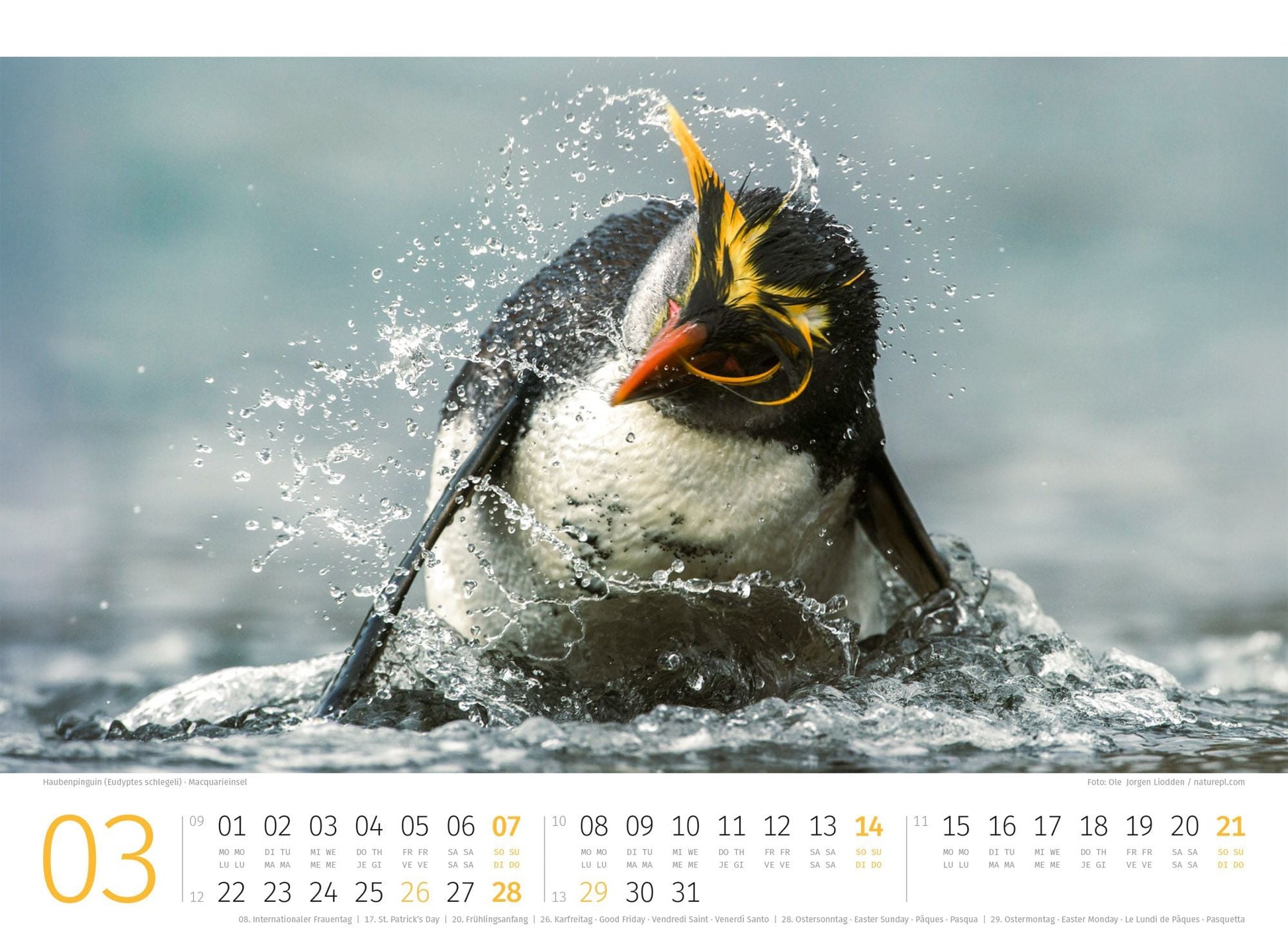 Pinguine Kalender 2027 - 45 x 33 - Ackermann Kunstverlag