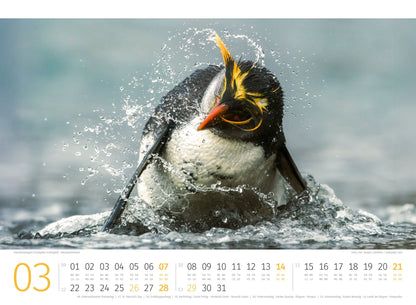 Pinguine Kalender 2027 - 45 x 33 - Ackermann Kunstverlag